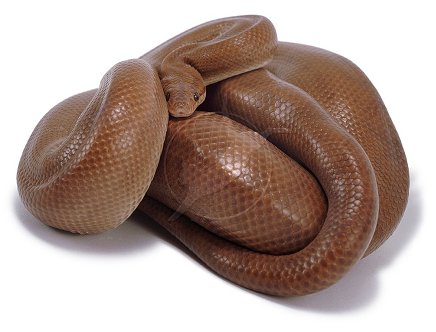 Columbian Rainbow Boa Constrictor