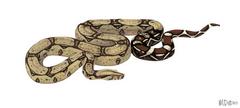 Common Boa Constrictor ( Hatchling)