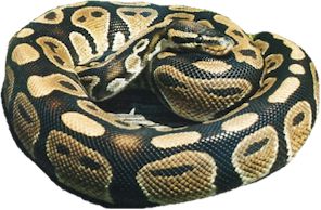 Royal Python Hatchling, Colours: Normal