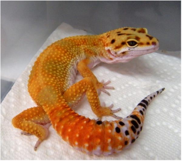 Leopard Gecko Hybrid